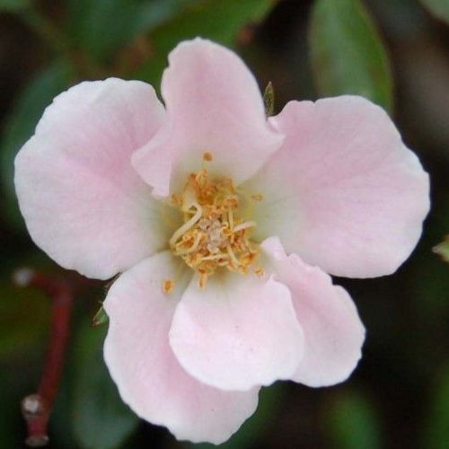 Vendita, rose rose tappezzanti - rosa - Rosa Nozomi™ - rosa dal profumo discreto - Dr. Tōru Onodera - Fiorisce una volta ma copre benissimo il terreno con I suoi fiori rosa chiaro.